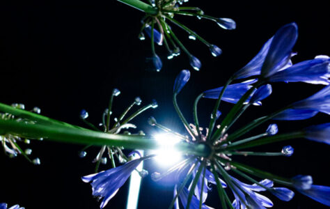 flora_notte_8 flora_notte_8