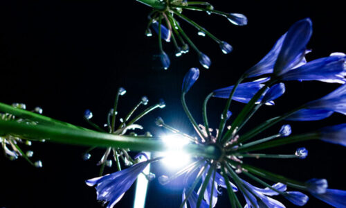 flora_notte_8